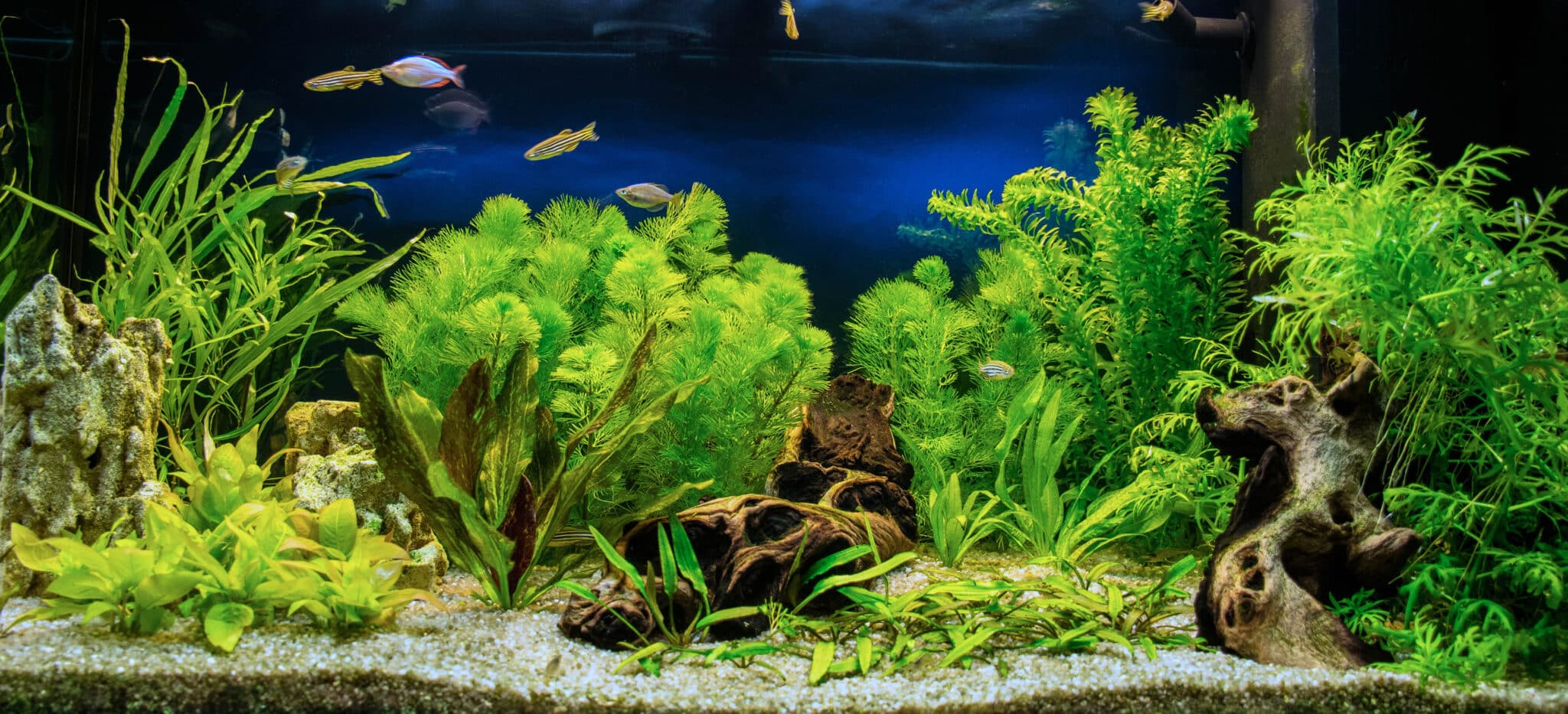 Vi kan skaffe et stort udvalg af kvalitets akvarie planter! Vi handler planterne Engrós, og leverer direkte til dit akvarie.